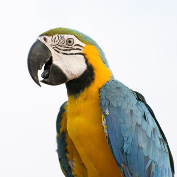 Blue-and-Yellow Macaw (Ara ararauna), also known as the Blue-and © art9858