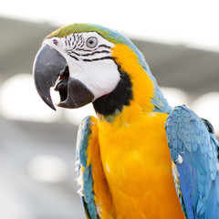 Blue-and-Yellow Macaw (Ara ararauna), also known as the Blue-and
