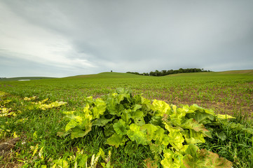 Fototapeta na wymiar Rolnictwo, pole uprawne, na pierwszym planie liscie łopianu