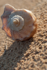 seashell on the beach