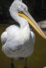 Pelican