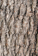 walnut tree bark