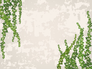 hanging vines on the background of old stucco wall - obrazy, fototapety, plakaty