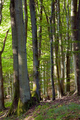 Naklejka premium Mixed forest