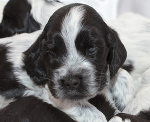 Fototapeta premium English Cocker Spaniel Puppies.