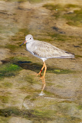 redshank (Tringa totanus)