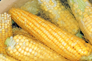 Cobs of corn cooking in water closeup