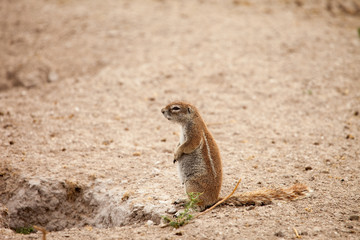 African ground squirrel at her burrow, Kalahari, Botswana.