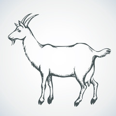 Obraz premium Goat. Vector drawing