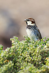 Spanish sparrow (Passer hispaniolensis)