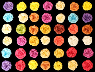 Colorful roses on black background.