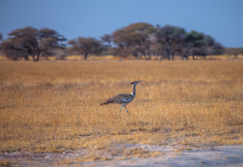 Kori Bustard in savanna of Botswana, southern Africa.