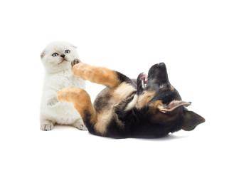 kitten and puppy playing