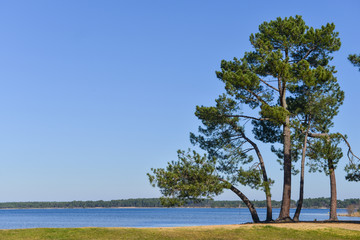 Fototapeta na wymiar Landes pine on the edge of a lake