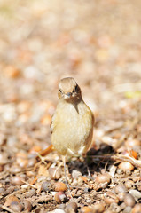 地面のジョウビタキ