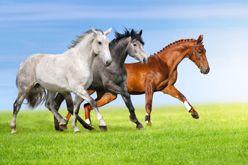  Group of three horse run gallop on gree grass against beautiful