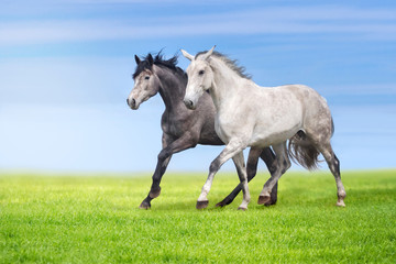 Obraz na płótnie Canvas Couple of grey horse run gallop on gree grass against beautiful