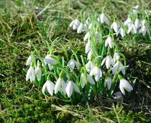 Snowdrops