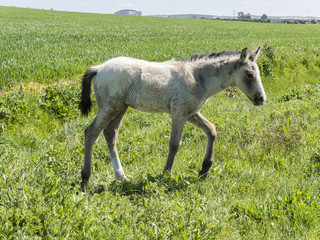 Obraz premium Free foal in the field