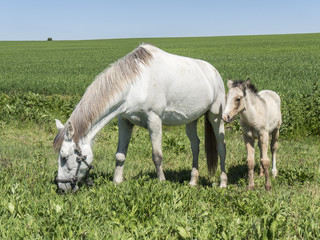 Obraz na płótnie Canvas Mare with her foal in the field