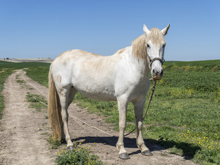 Obraz premium White horse in field