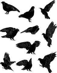 ten dove sketches isolated on white
