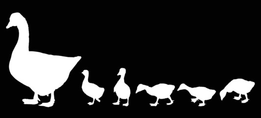 newborn gosling and goose silhouettes isolated on black © Alexander Potapov