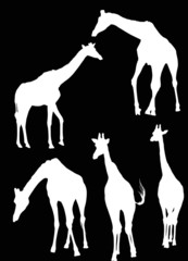five giraffe silhouettes isolated on black background