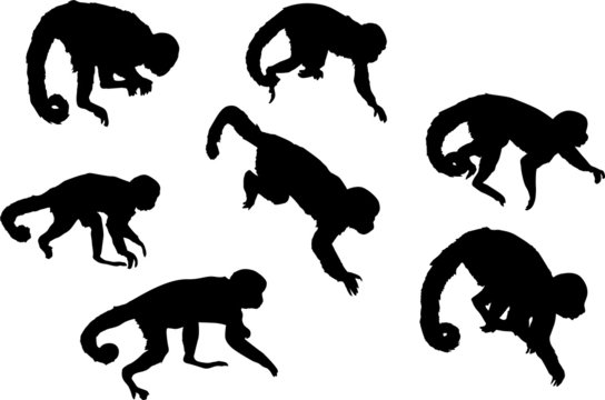 seven isolated monkey black silhouettes