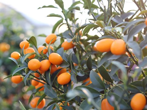 kumquat orange fruit hanging  in the orchard of South Europe
