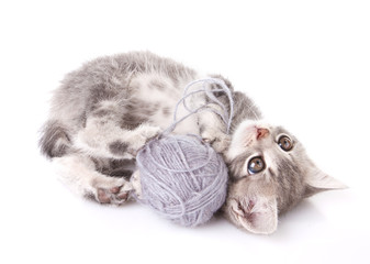 playful  kitten with gray ball