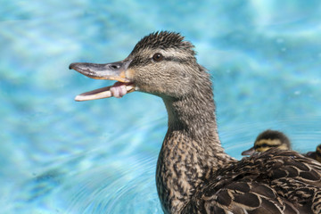 ducks swimming