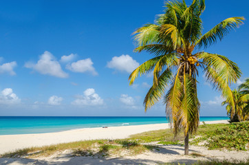 Amazing sandy beach with coconut palm tree, azure Caribbean Sea