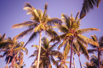 Fototapeta na wymiar Coconut palm trees over clear sky background