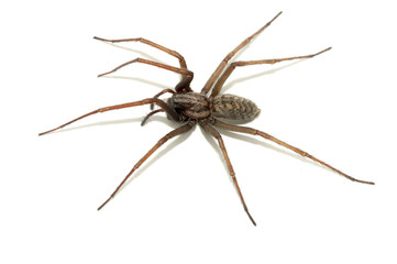 Tegenaria domestica