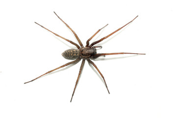 Tegenaria domestica