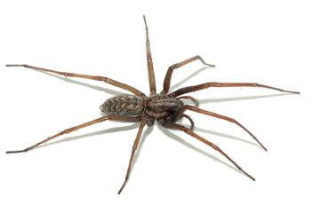 Tegenaria domestica