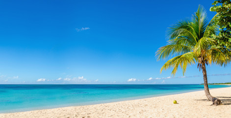 Amazing sandy beach with coconut palm tree and blue sky, Caribbe - obrazy, fototapety, plakaty