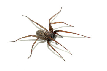 Tegenaria domestica