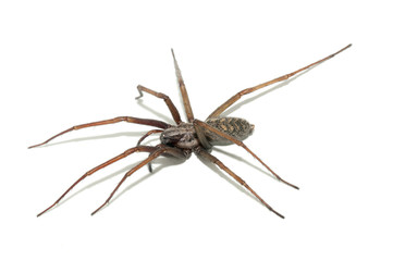 Tegenaria domestica