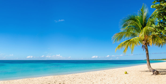 Amazing sandy beach with coconut palm tree and blue sky, Caribbe