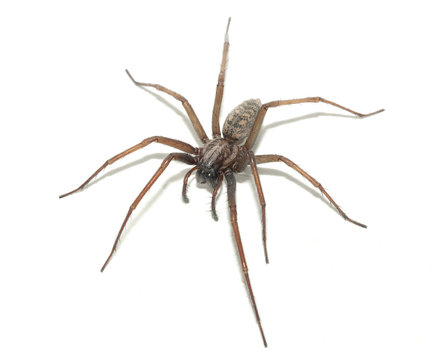 Tegenaria domestica