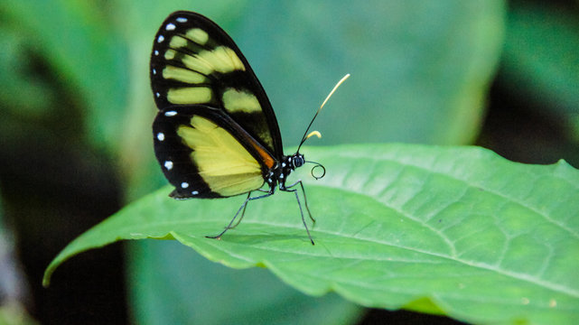 Heliconius