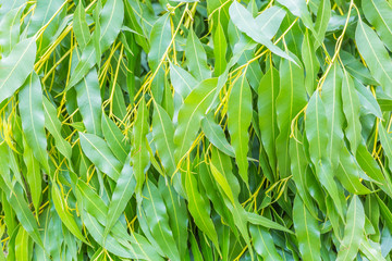 Eucalyptus leaves - 80791275