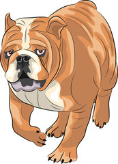 Vector. English bulldog.