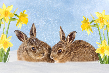 zwei Osterhasen im Schnee