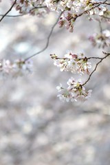 桜　ソメイヨシノ