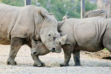 Fototapeta premium Rino fight