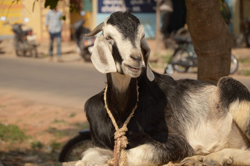 Козёл бело-черной окраски