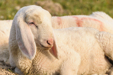 Naklejka premium portrait of lamb